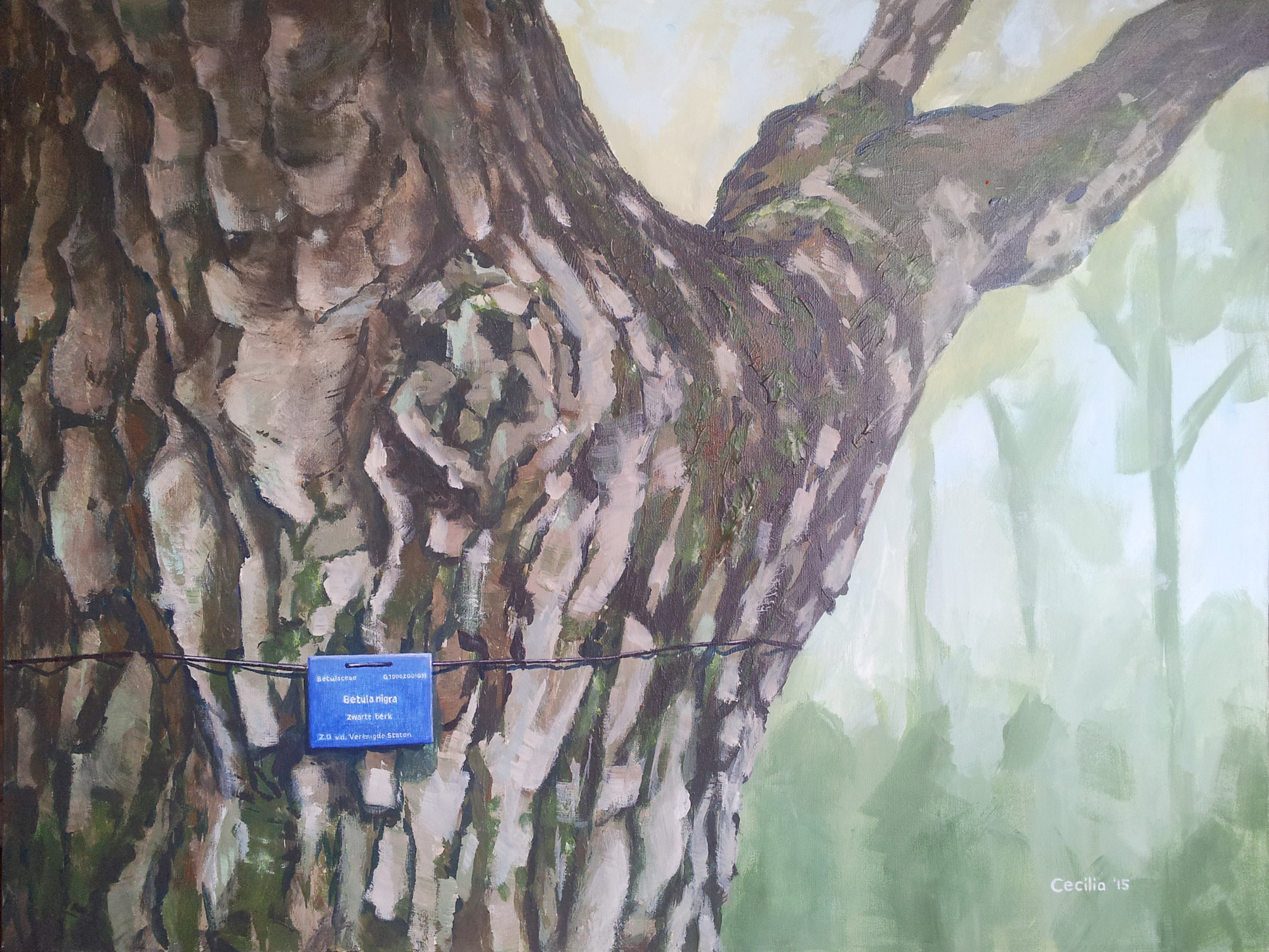 Betula nigra, zwarte berk, geschilderd in het arboretum in Doorn.