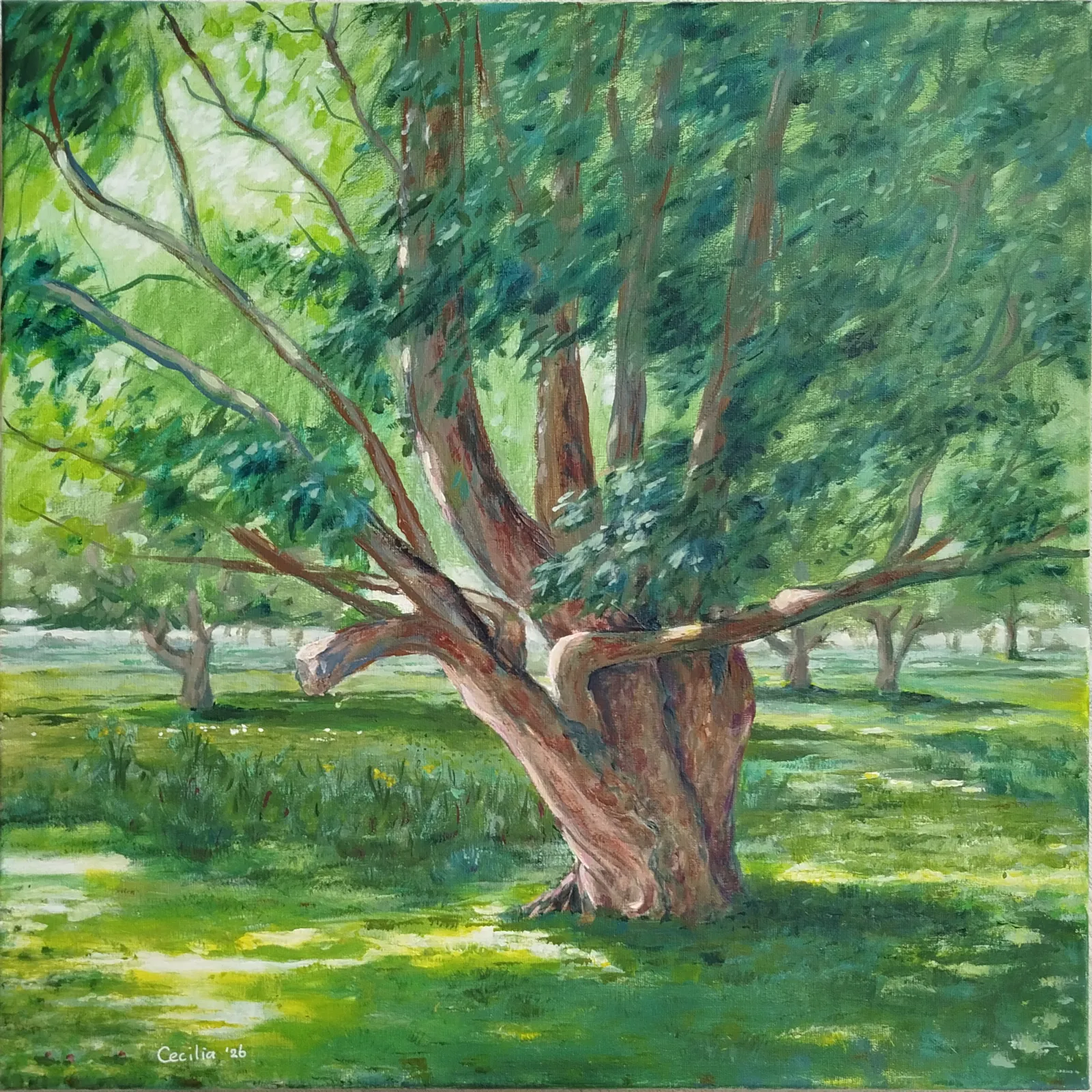 Een acrylverfschilderij op doek van 50 x 50cm. Daarop een zomerse wilg op de Groesplaat. De boom is flink vertakt. Door de bladeren schijnt de zon.